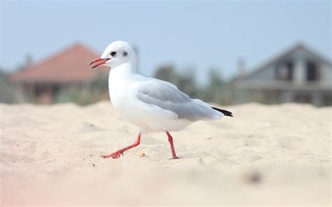 Bird Seagull Sand Beach wallpaper | 1920x1200 | #11761