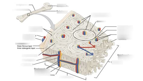 Diagram of Compact Bone Diagram | Quizlet