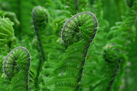 How to Grow & Care for Fiddlehead Ferns (Ostrich Fern)