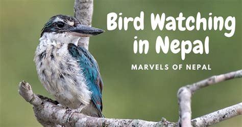 Bird Watching in Nepal - Marvels of Nepal