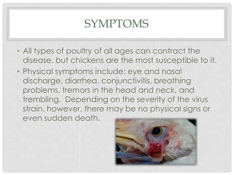 PPT - Newcastle Disease PowerPoint Presentation, free download - ID:5804747