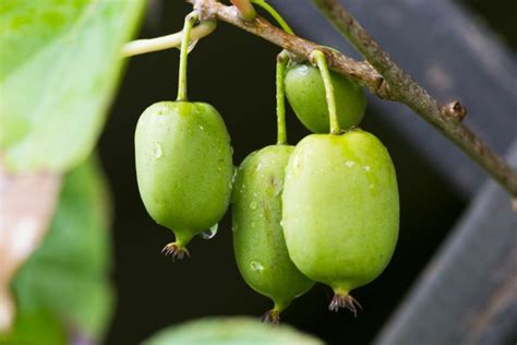 Kiwi berry: profile and care of Actinidia arguta - Plantura