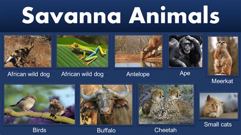 Savanna Animals: Savanna Animals Names with Pictures | PDF - GrammarVocab