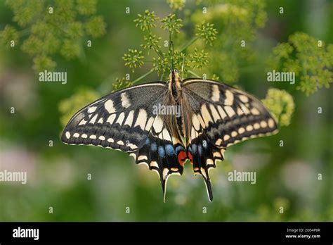 Old World Swallowtail Stock Photo - Alamy