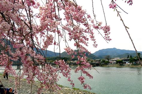 Cherry Blossoms, Arashiyama | Arashiyama, Favorite city, Favorite places