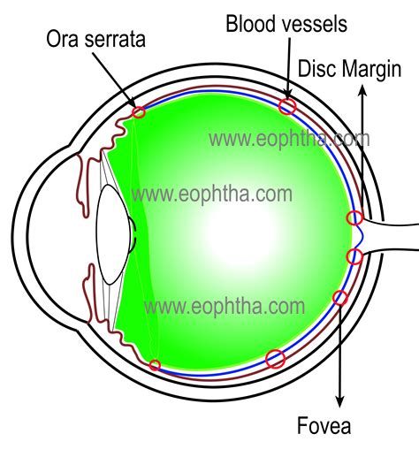 Anatomy of Vitreous