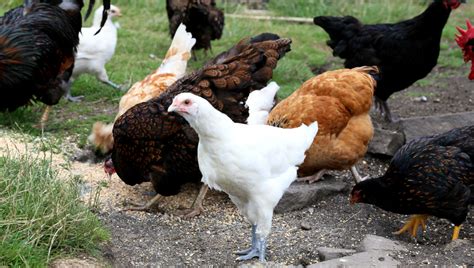 Can you keep broilers or meat chickens with regular egg laying birds ...