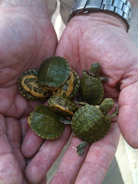 Baby turtles | Babyschildkröten, Süße tiere, Niedliche tierbabys