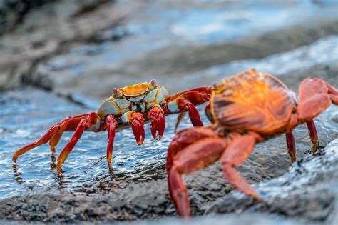 The Galapagos Islands: Discover Wildlife in Privacy | Blue Parallel