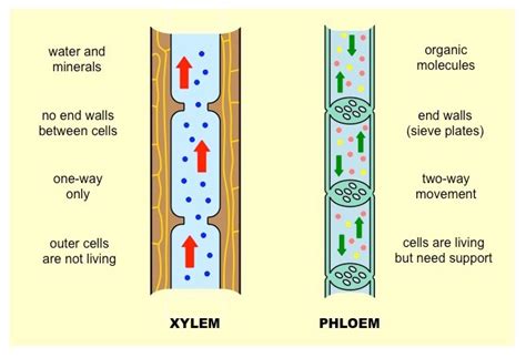 How Are Phloem Cells Adapted to Their Function