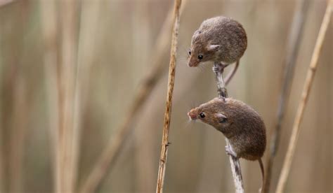 Blog: A big focus on one of Britain’s smallest mammals | BIAZA