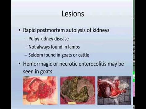 Enterotoxemia Clostridium perfringens in sheep,goat,calves - YouTube