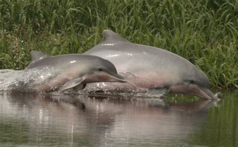 No Mar Profundo: Boto tucuxi (Sotalia fluviatilis)