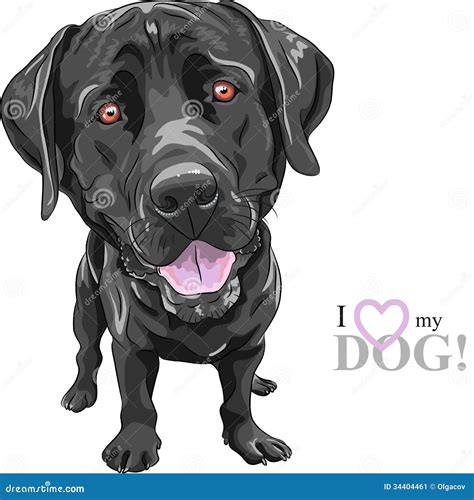 Vector Funny Cartoon Black Dog Breed Labrador Retriever Stock Vector - Illustration of cute ...