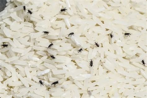 Weevils in flour safe to eat? ( How to get rid of weevils ) | Prepping ...