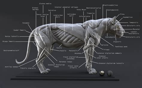 ArtStation - Lion Study n°1 : Muscles, Nicolas MOREL | Lion anatomy ...