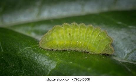 Holly Blue Butterfly Caterpillar Celastrina Argiolus Stock Photo (Edit Now) 790143508