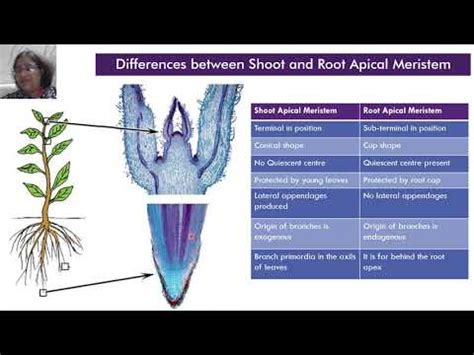 THE SHOOT SYSTEM - YouTube