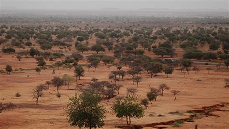 Sahel countries in race against time to regreen Africa's spreading desert - Pan African Visions