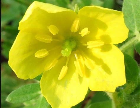 Tribulus Flower The Tribulus Omanese is the National Flower of UAE ( United Arab Emirates ). Its ...