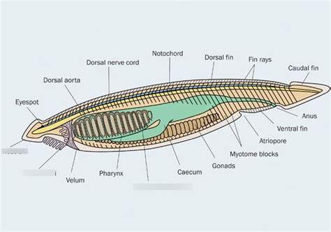 Lancelet Diagram | Quizlet