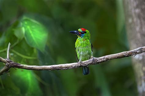 Birds, Barbet, HD wallpaper | Peakpx