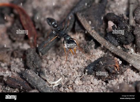 The dangerous Australian jack jumper ant has powerful venom Stock Photo - Alamy