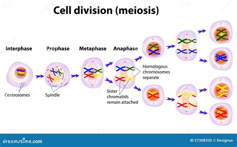 Phases Of Meiosis With Pictures