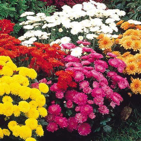 Buy Chrysanthemum Hardy Garden Mums | J Parkers