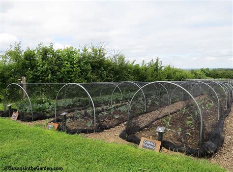 an outdoor vegetable garden with many plants growing in it