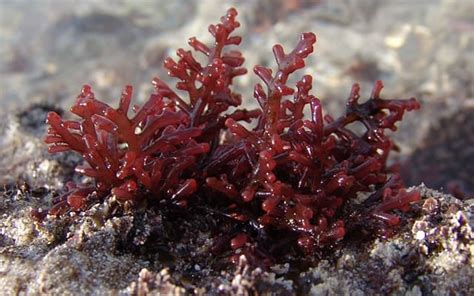 Benefits of Red Marine Algae - No. 3 is Surprising – SheIdeas