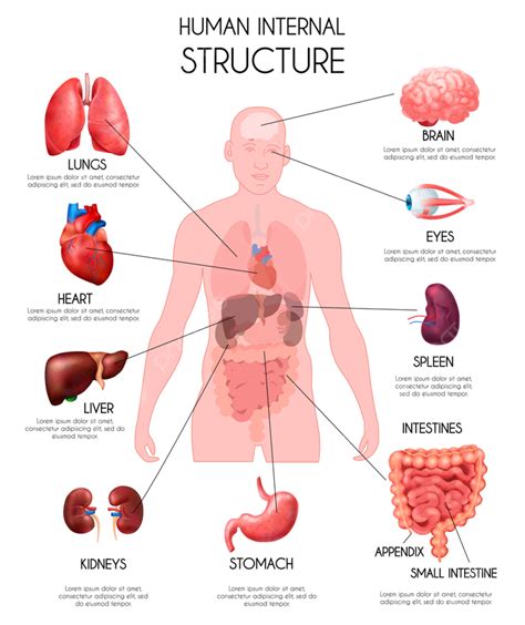 Gambar Infografis Organ Dalam Manusia Yang Realistis Latar Belakang ...