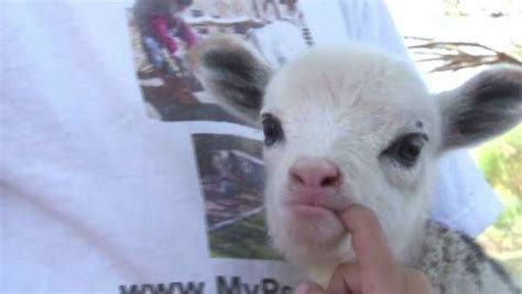 Rare hybrid 'geep' born at Arizona petting zoo | abc7chicago.com