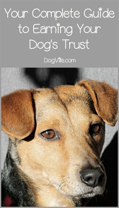 How To Gain The Trust Of A Shelter Dog. [Research]