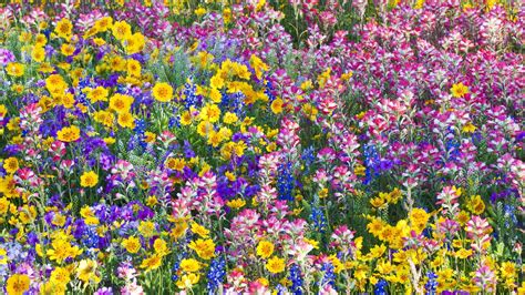 Texas Wildflower Wallpaper - WallpaperSafari