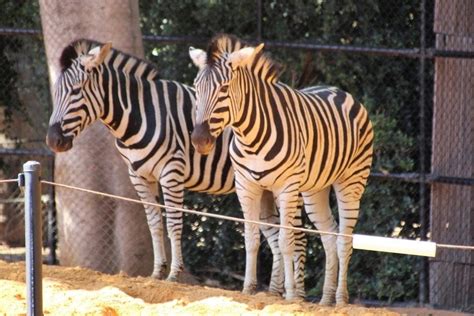 14 Things You Didn’t Know You Could Do at Perth Zoo