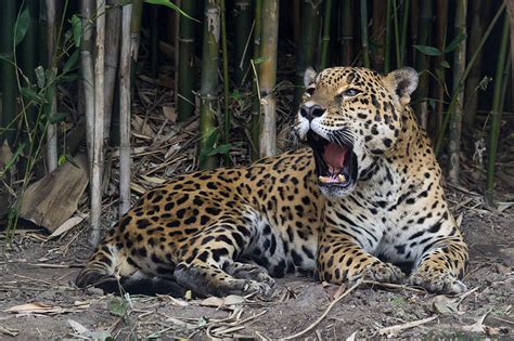 Zoológico Chapultepec Alfonso Herrera - Pro Bosque Chapultepec