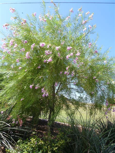 Pin by Kay Davis on Plants and Nature I love | Desert willow, Desert landscaping, Landscaping trees