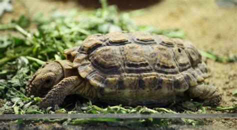 Speckled Tortoise (Speckled Padloper, Speckled Cape) - All Turtles