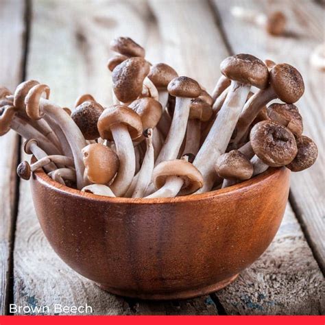 15 Types of Edible Mushrooms (w/ Pictures & Recipes) - Chef's Pencil