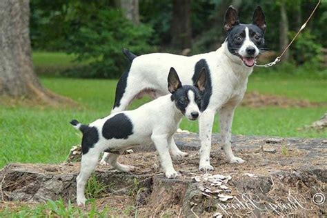 Rat Terrier Puppies For Sale In Puerto Rico