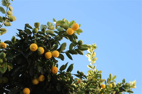 How to Plant and Manage a Citrus Orchard in the Tropics - Dengarden