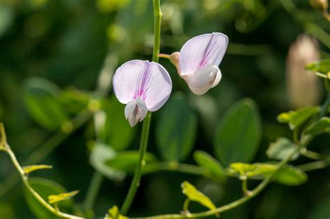 Plant of the Month - Wild Sweet Pea