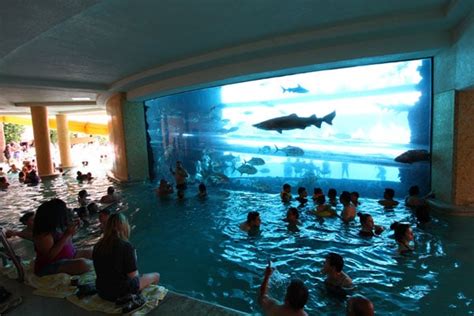 Explore the Shark Tank at Golden Nugget Las Vegas