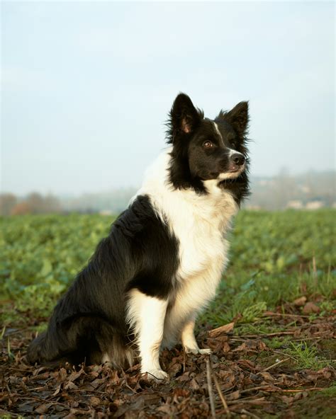 10 Border Collie Mixes That Blend Beauty and Brains