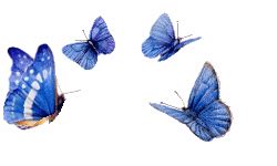 Flying Butterfly Animation Gif