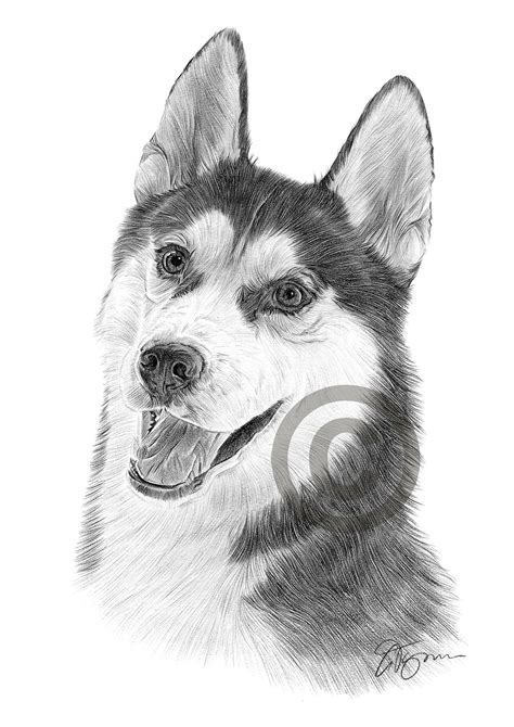 Husky Perro Art Print sólo A4 DIBUJO A LÁPIZ FIRMADO ilustraciones siberiano | eBay