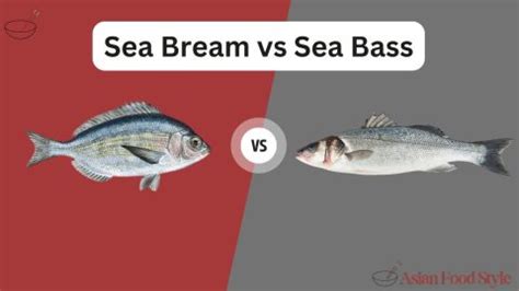 Sea Bream vs Sea Bass: Head-to-Head Comparison