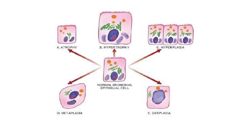 Cellular adaptation - www.medicoapps.org