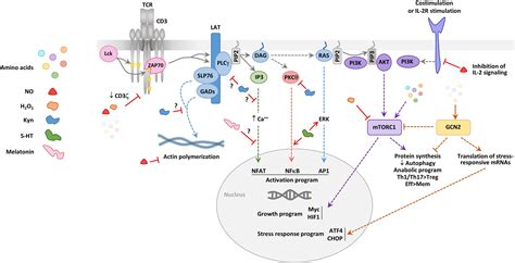 Frontiers Control Of T Cell Activation And Signaling By | Free Nude Porn Photos